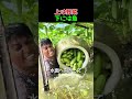 魚と野菜を同時に育てる農場