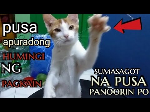 pusang sumasagot pag tinatanong at apurado kung humingi ng pagkain panoorin hangang dulo guys