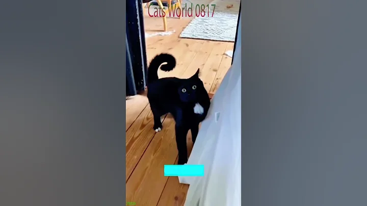 Video 10775121: cats falling funny, funny cat water, laugh funny pets