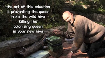 Wild Bees move into a man-made Hive - Eduction 4