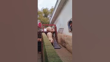 I Moved a Pig from a Truck to a Farm and SURVIVED!