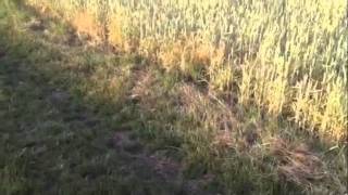 Zeigen Und Benennen Hetzverhalten Kontrollieren