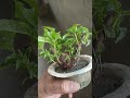 Ficus Mame Bonsai #ficusbonsai #nature #figtree