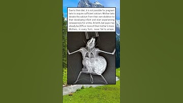 Even bats show the sacrifice of motherhood. Nature never stops amazing us.