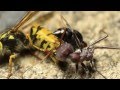 European Wasp Vs Bull Ant