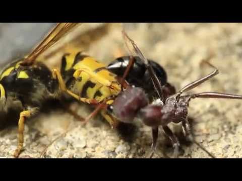 European Wasp Vs Bull Ant from YouTube · Duration: 3 minutes 24 seconds European Wasp Vs Bull Ant from YouTube · Duration: 3 minutes 24 seconds