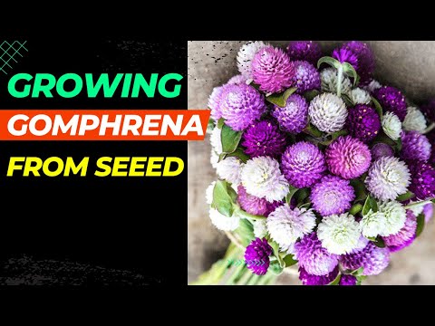 Video: Growing Globe Amaranth - Suggerimenti per la cura dei fiori di Globe Amaranth