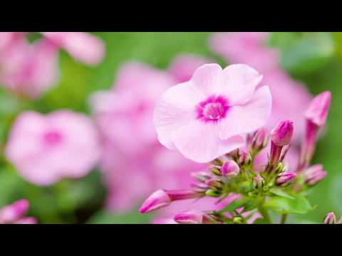 Phlox Herbstwalzer. Ein Hoch auf die späteste Flammenblume.