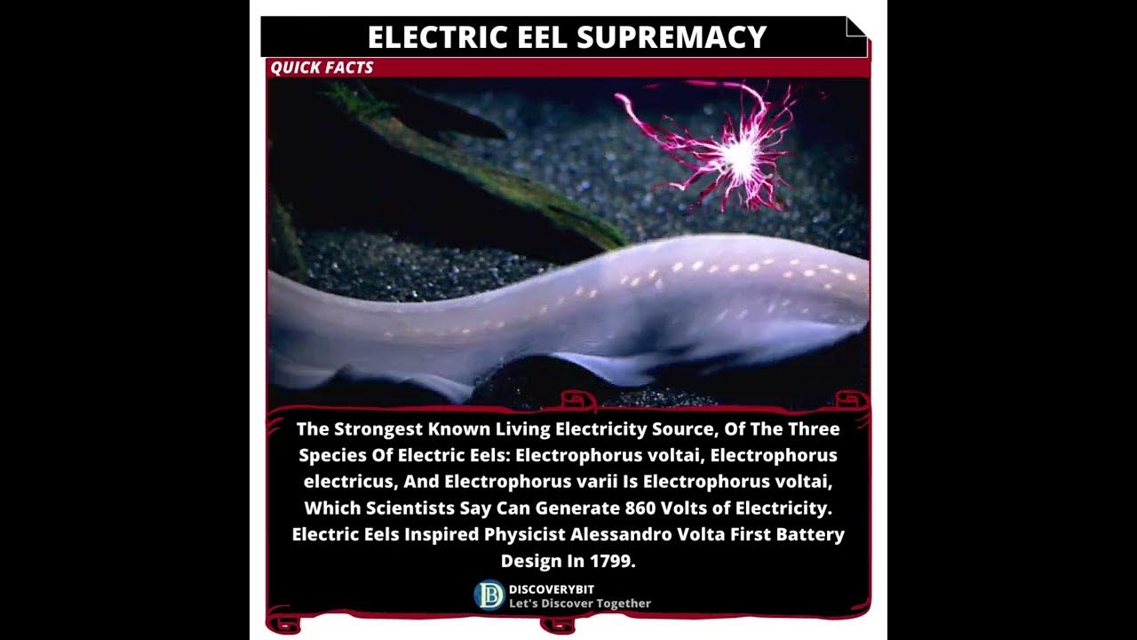 Unraveling the Most Powerful Electric Eel YouTube