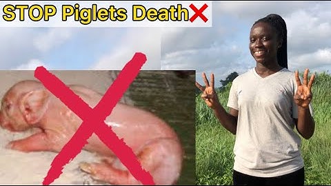 Why Piglets Die During/After Birth- How to Stop Piglet Death