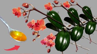 Sadece 1 Kaşık Orkide Aniden 1001 Kök Büyüttü Ve Çılgınca Çiçek Açtı