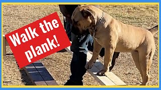 Training Obstacles with our Boerboels by Large Dog Xperience 668 views 2 years ago 3 minutes, 26 seconds