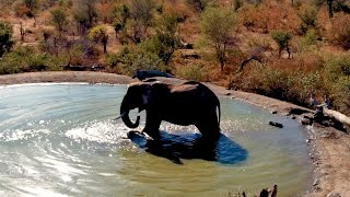 An Elephant Splashes Around in the Water at Rosie's Pan 🐘