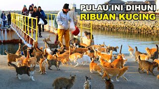 Kucing di Pulau ini Lebih Banyak dari Manusia by Red Panda 1,406 views 7 months ago 4 minutes, 38 seconds