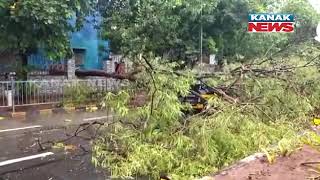 One Person Injured After Tree Falls On An Auto-Rickshaw In Bandra's Carter Road screenshot 5
