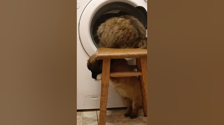 The cat turned out to be smarter than the dog🧐😁 #shorts