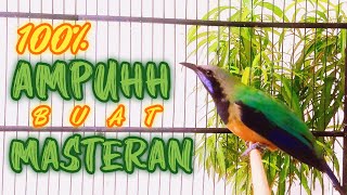 MASTERAN SUARA CUCAK CUNGKOK GACOR, FULL TEMBAKAN SPEED RAPAT100% AMPUH