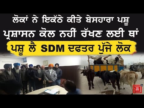 ਬੇਸਹਾਰਾ ਪਸ਼ੂ ਇਕੱਠੇ ਕਰ ਕਿਸਾਨ ਪੁੱਜੇ SDM ਦਫਤਰ