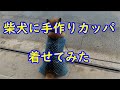 柴犬に手作りカッパ着せてみた