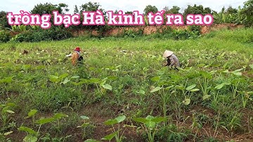 Mô hình trồng bạc Hà, mang lại kinh tế cao, cho nông dân