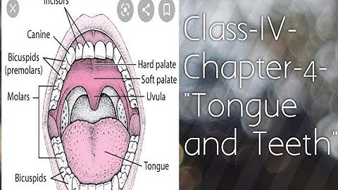 Class-IV- Chapter-4 "Tongue and Teeth"- explanation of ch.4.(Easy way to learn).