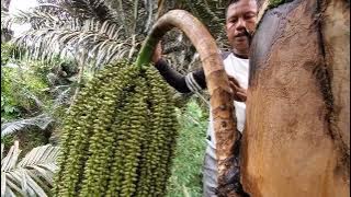 Pemukulan 1,2,3,4,5 dan 6 sampai pemotongan || Tetesan Sangat Deraass....!!!