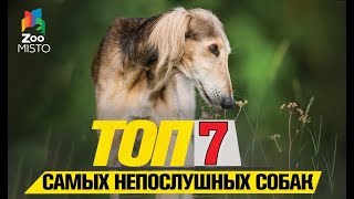 Tоп 7 самых непослушных собак |Top 7 most disobedient dogs Tоп 7 самых непослушных собак |Top 7 most disobedient dogs