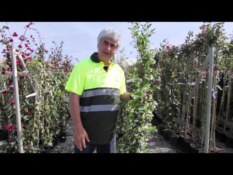 Video: Cultivo de enredaderas en los jardines de la zona 3: consejos para elegir enredaderas resistentes para la zona 3