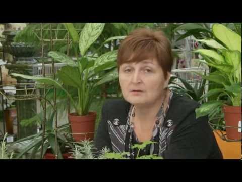 Video: Anthurium. Växtvård