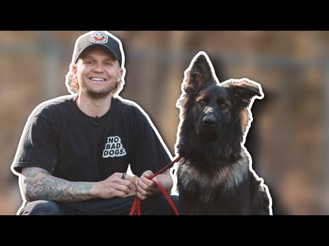 Video: Hvordan starte tysk shepherd lydighet trening