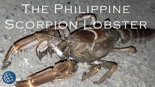 Mud Lobster - Filipino Atras Abante