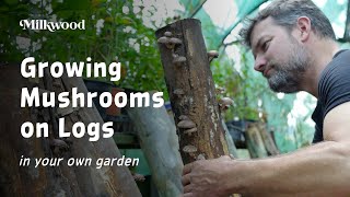 Growing Mushrooms on Logs | Milkwood