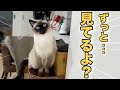クリスマスもプライベート０⁉︎“番犬ねこ”と暮らした結果…