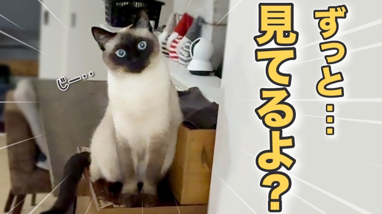 クリスマスもプライベート０⁉︎“番犬ねこ”と暮らした結果…