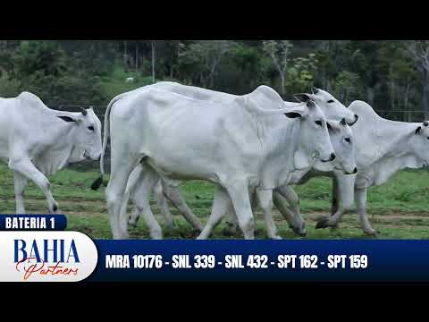 BATERIA 4  - MRA 10176  - SNL 339 -  SNL 432  - SPT 162   - SPT 159