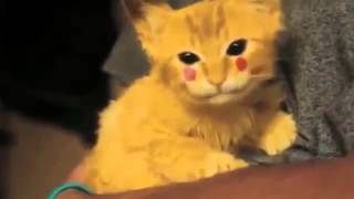 pikachu cat test video pikachu cat test video