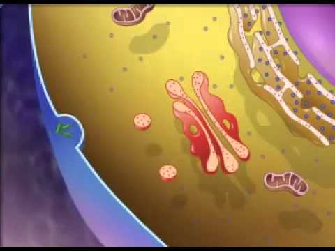 The Structure & Function of Lysosomes - A Level Biology