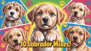 10 Labrador Mix Breeds You Won’t Believe Exist! 🐾 (Cutest Hybrids Ever)