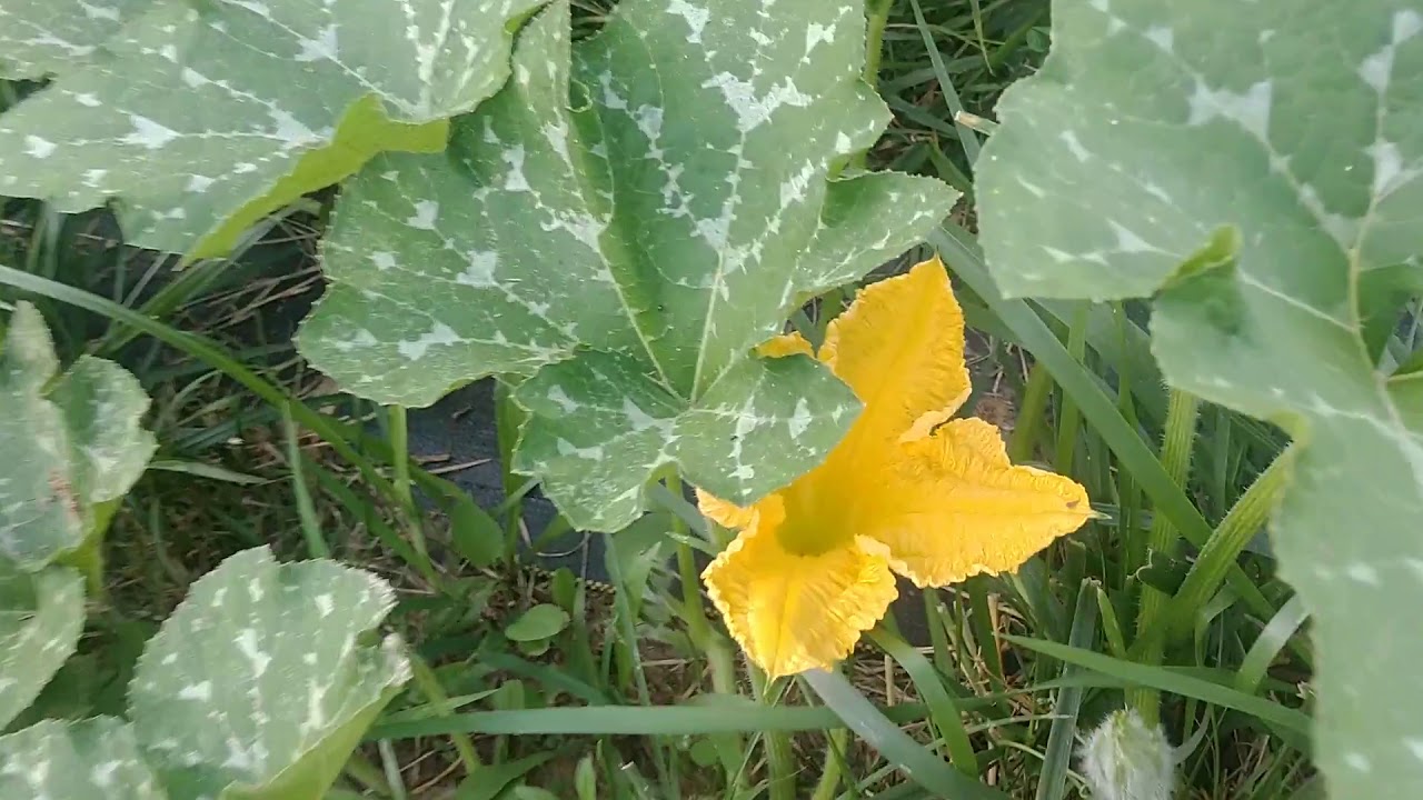 Squash flowers YouTube