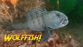 Diver Hand-Feeds A Wolffish