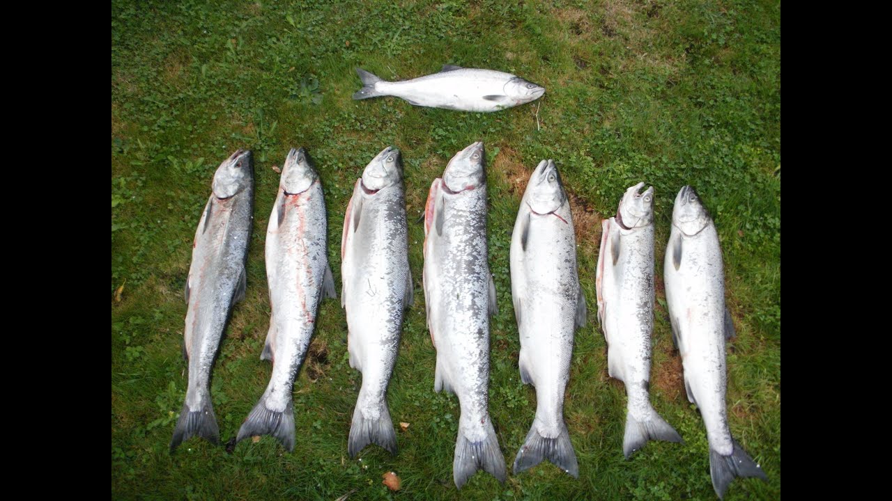 Coho fishing Grays River WA part 2 YouTube