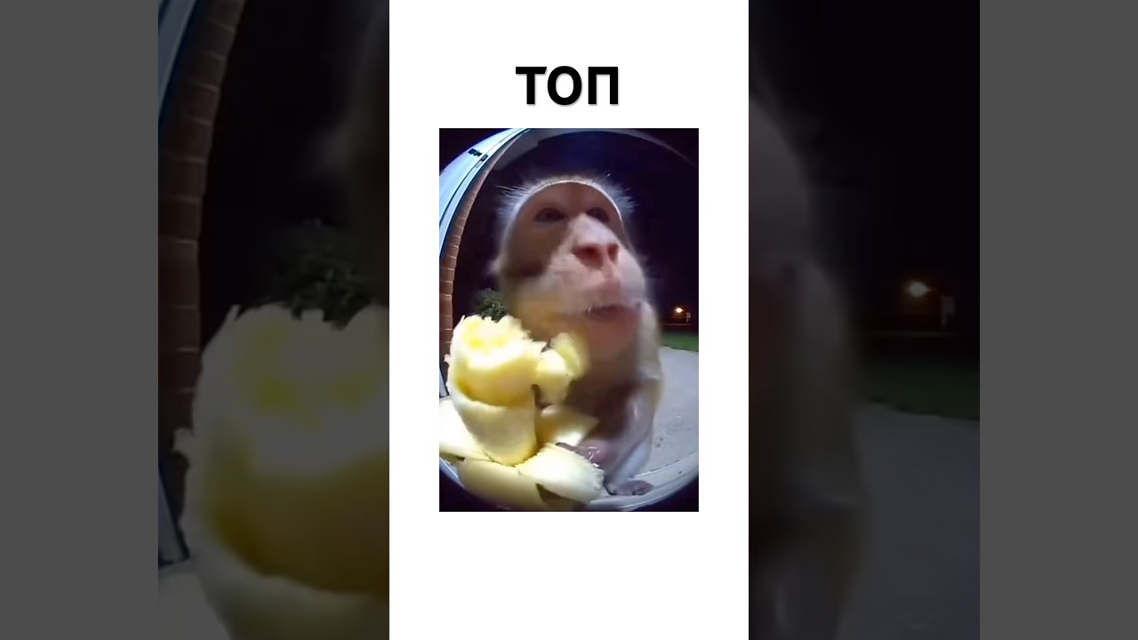 Тгк: Chinazesonline 