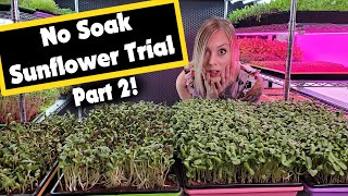 Sunflower No-Soak Method Part 2 — The Harvest Results Are In! Sunflower No-Soak Method Part 2 — The Harvest Results Are In!