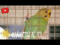 MIS PAJAROS TOMANDO EL SOL | @myanimalsm