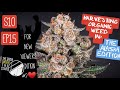 S10 ep15 harvesting 5 different strains grown organically  week 9 how to dry plants spiderfarmer