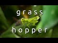 КУЗНЕЧИК GRASSHOPPER