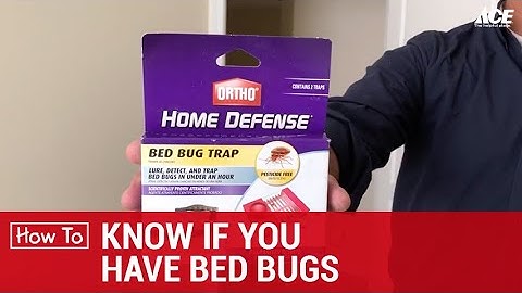How To Know If You Have Bed Bugs - Ace Hardware