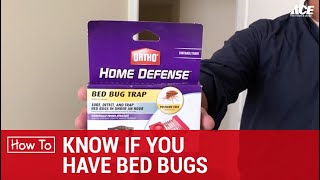 How To Know If You Have Bed Bugs - Ace Hardware