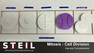 STEIL Mitosis Model
