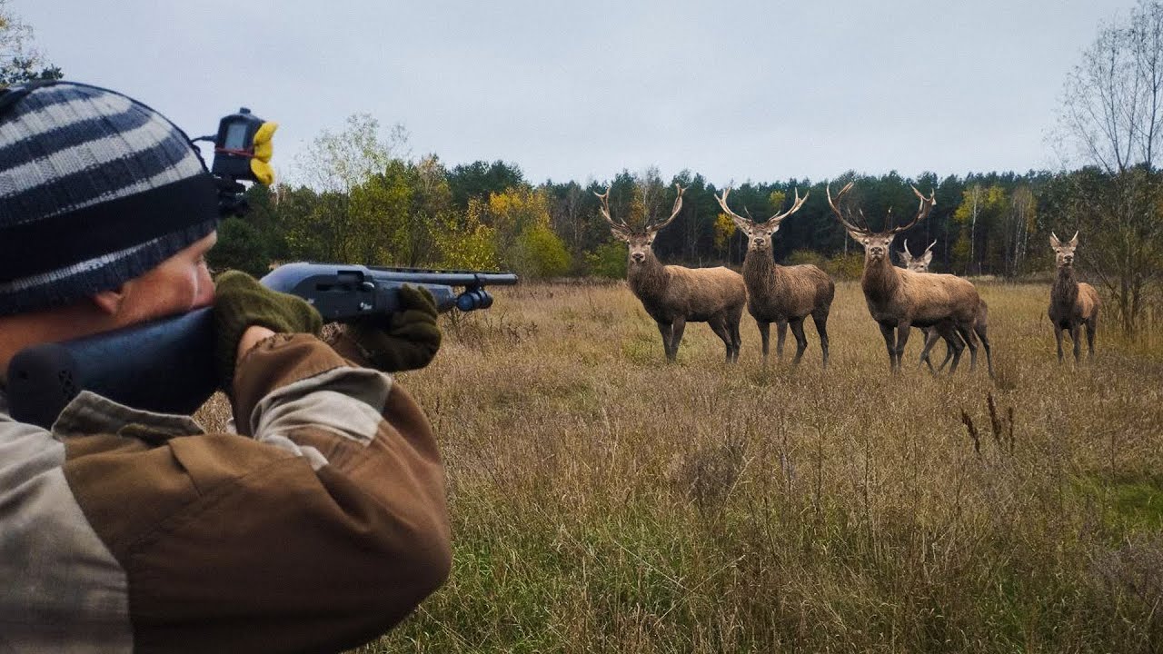 ЗАГОННАЯ ОХОТА НА ОЛЕНЯ. Пошел в загон и весь зверь пошел на меня